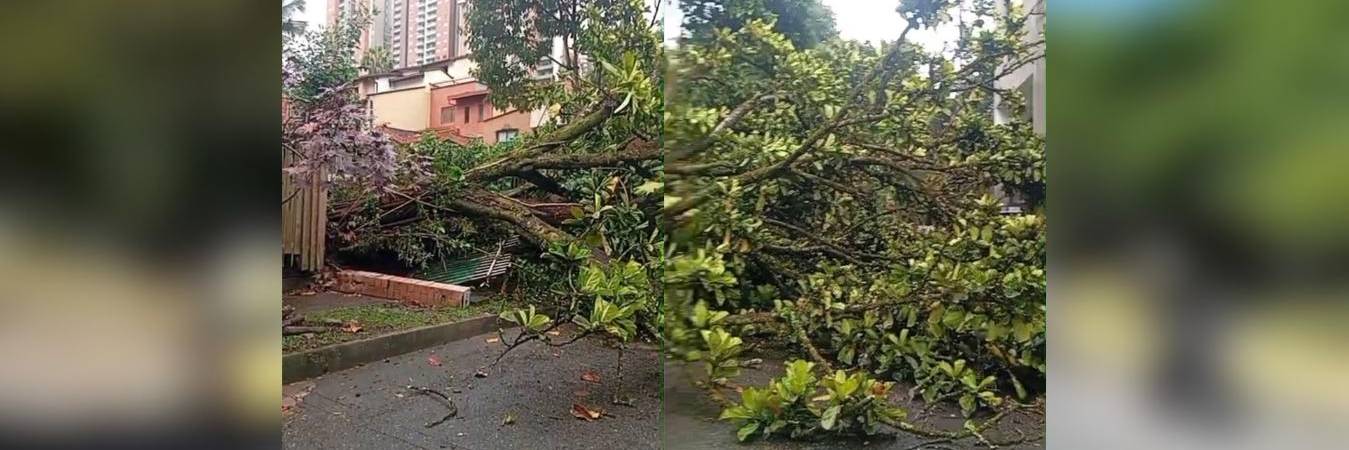 El árbol destruyó la reja de una unidad residencial del sector. FOTO: DENUNCIAS ANTIOQUIA 