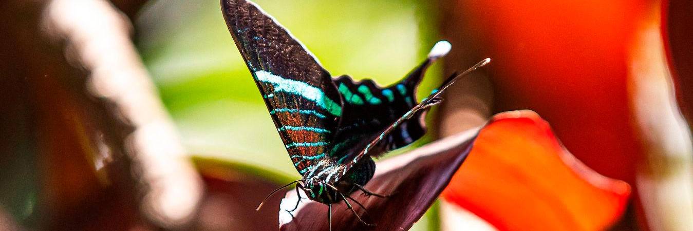 Mariposas migratorias en Medellín y en el Oriente antioqueño. /FOTO: CARLOS VELÁSQUEZ. 