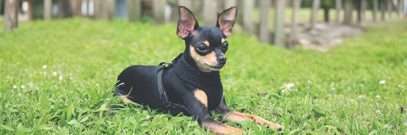 Sus orejas, su color y su tamaño engañaron a todos; enorme fue la sorpresa cuando nunca creció. FOTO: CORTESÍA