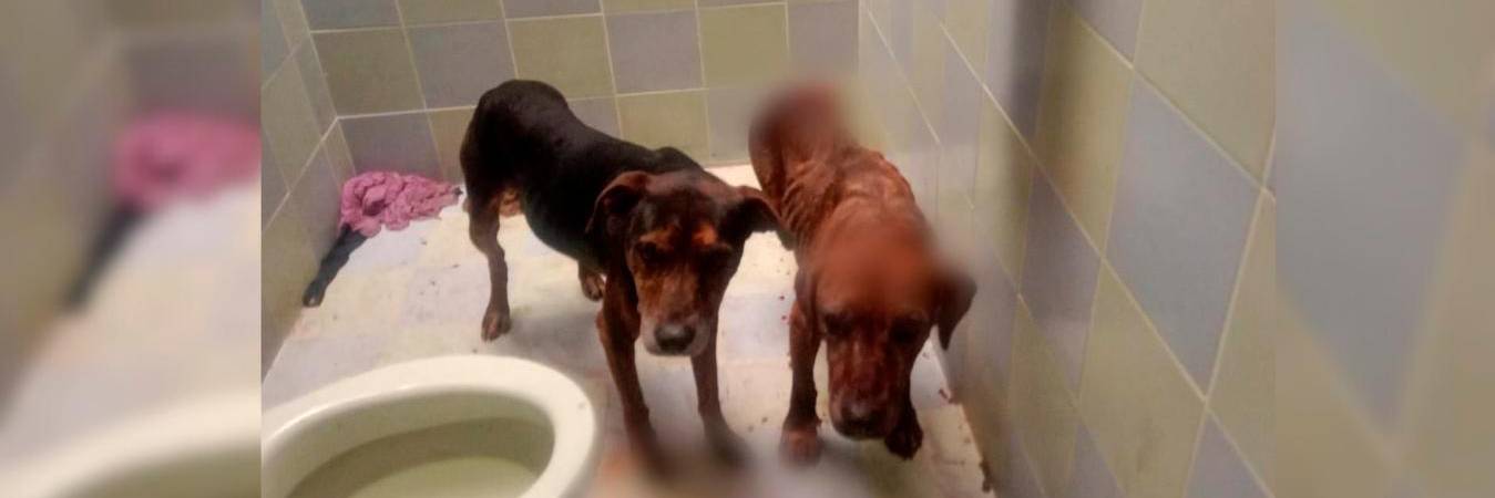 Estos perros tenían cortadas en sus cuerpos y uno de ellos señales de posible agresión sexual. /FOTO: CORTESÍA