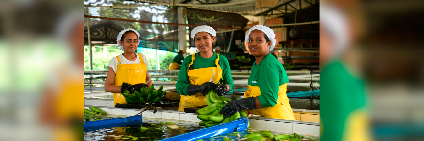 Las empresas bananeras se han encargado de fortalecer la región por medio del empleo, la paz y la inversión social. Más de 60 años de trabajo en armonía y en equipo de un gremio, agrupado alrededor de Augura, la Asociación de Bananeros de Colombia, para consolidar el sector como un agente de cambio y transformación del territorio que les permita a sus habitantes vivir en condiciones dignas y en paz.