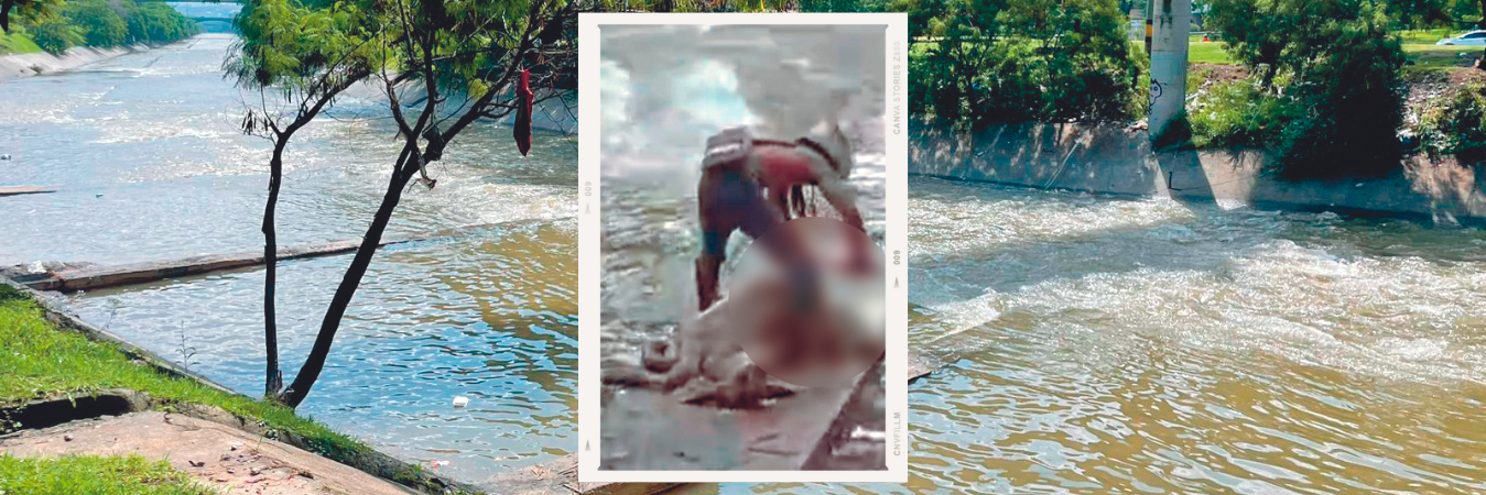 En este punto del río Medellín se quedó atorado el animal y esa fue la oportunidad para que un ciudadano decidiera sacarle algunos pedazos de carne. / FOTO: SINDY VALLE Y CAPTURA DE VIDEO.