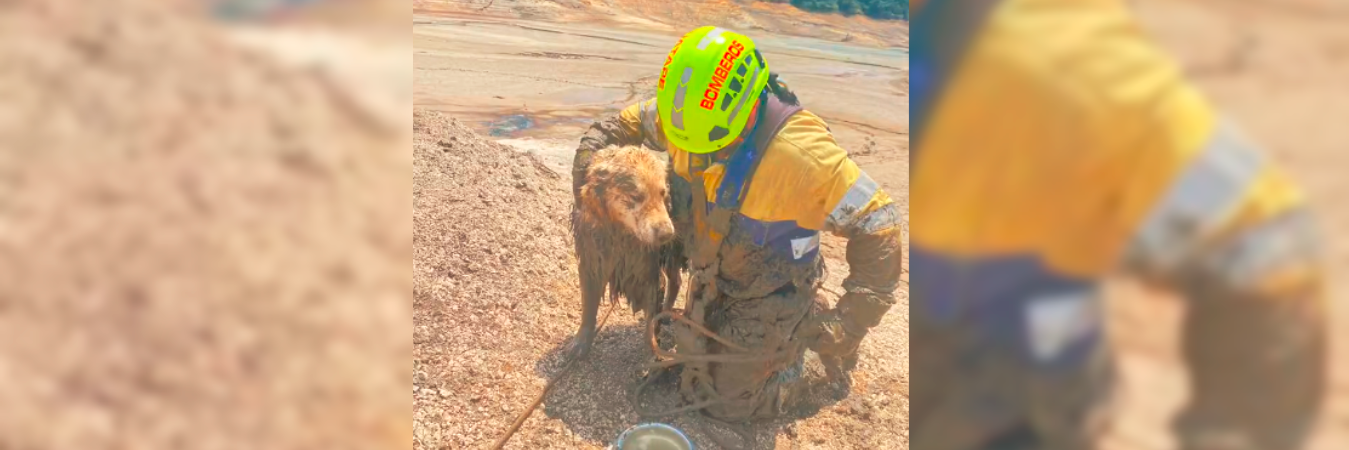 Los bomberos acudieron al llamado de los dueños de Bruno y procedieron al rescate. /FOTO: CAPTURA DE PANTALLA