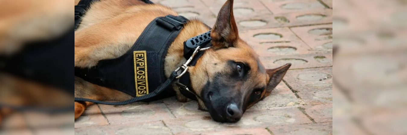 / FOTO: redes sociales @Ansuar6_