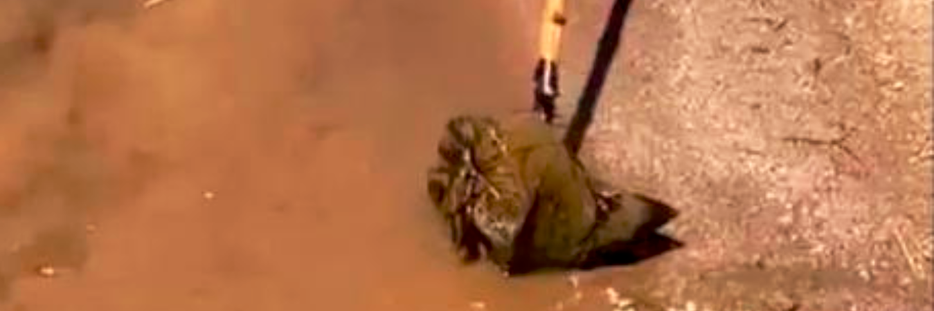 /FOTO: TOMADO DE VIDEO. 