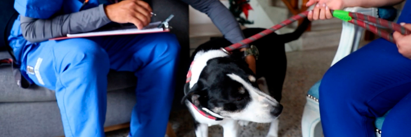 En el 2023 vacunaron a 126.629 perros y gatos gratis. /FOTO: CORTESÍA ALCALDÍA DE MEDELLÍN