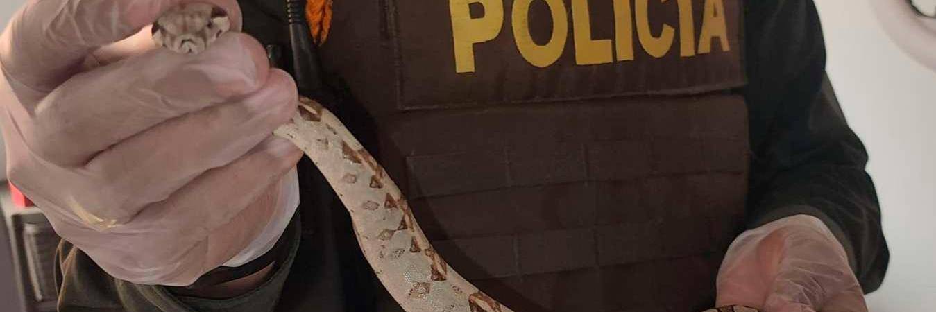 Además de la serpiente, tenía un pez globo disecado. / FOTO: CORTESÍA. 