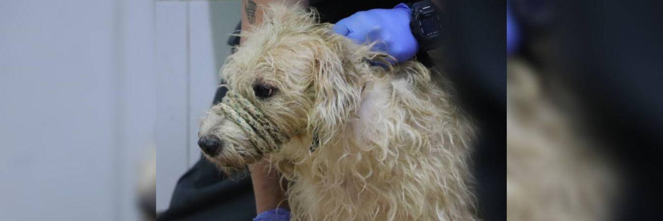 30 perros y 16 gatos vivían en un nivel de abandono que dejó a más de uno con un nudo en la garganta. FOTO: ALCALDÍA DE MEDELLÍN