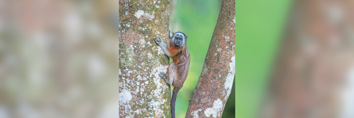 En los últimos 10 años el Área Metropolitana ha reducido en un 30 % el tráfico ilegal de especies. FOTO: El Colombiano. 