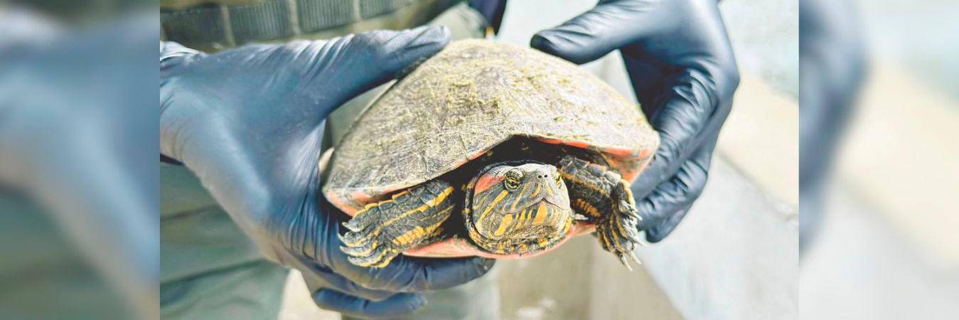 Ejemplares como estos son de los más traficados en el país, sobre todo en Semana Santa. /FOTOS: CORTESÍA
