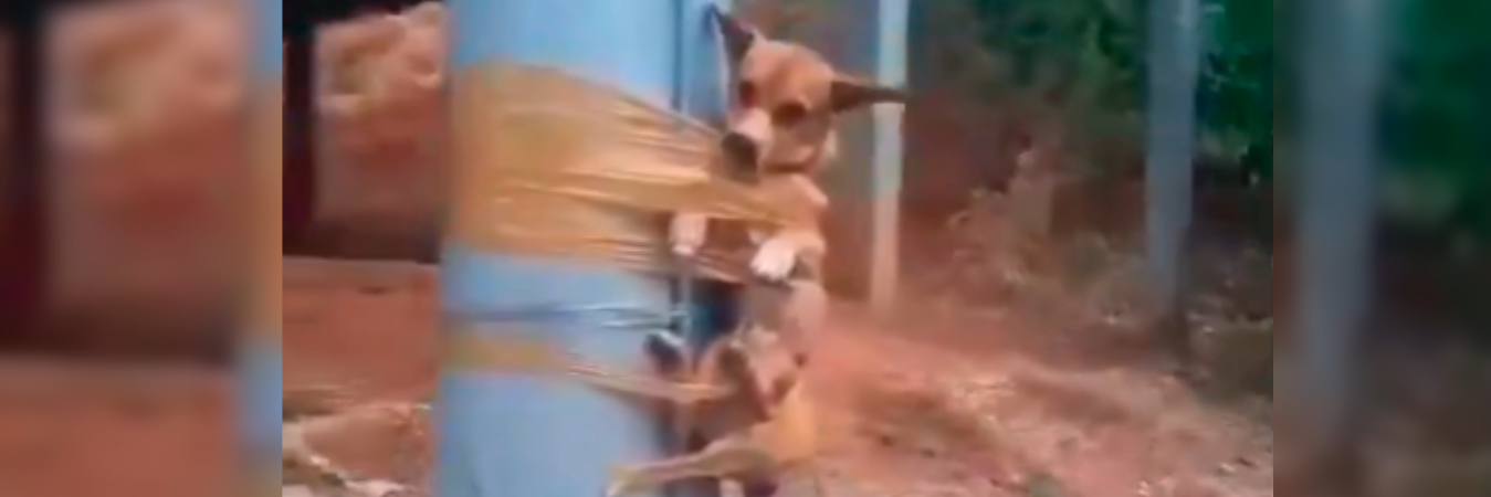 Así maltrataron al animal. /FOTO: TOMADA DE VIDEO