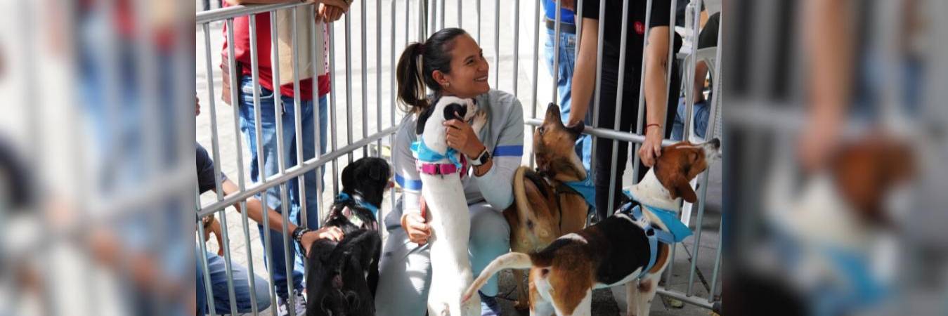 Jornada histórica de Adoptatón en Medellín. FOTO: ALCALDÍA DE MEDELLÍN 