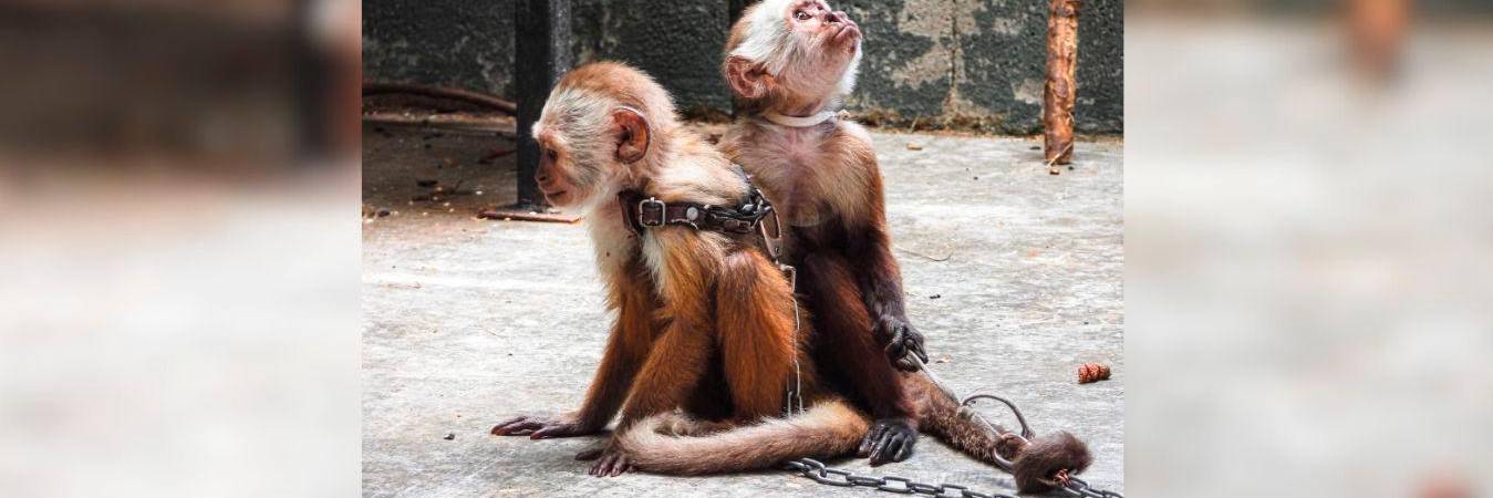 /FOTO: CORTESÍA ÁREA METROPOLITANA 