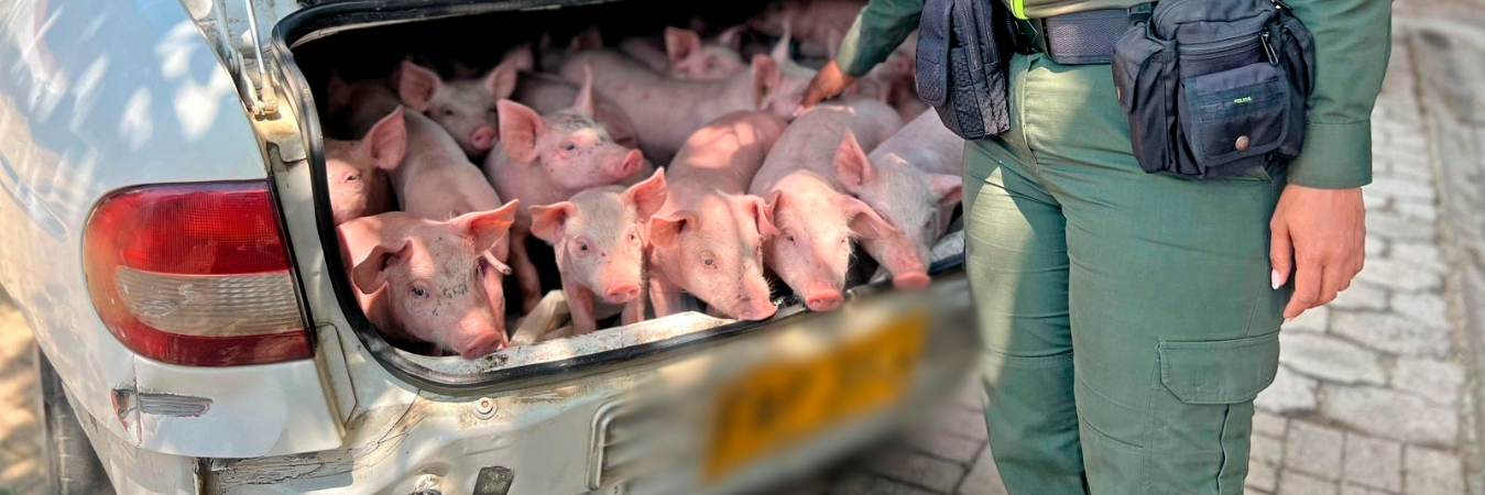 Los cerdos recuperados. /FOTO: POLICÍA NACIONAL