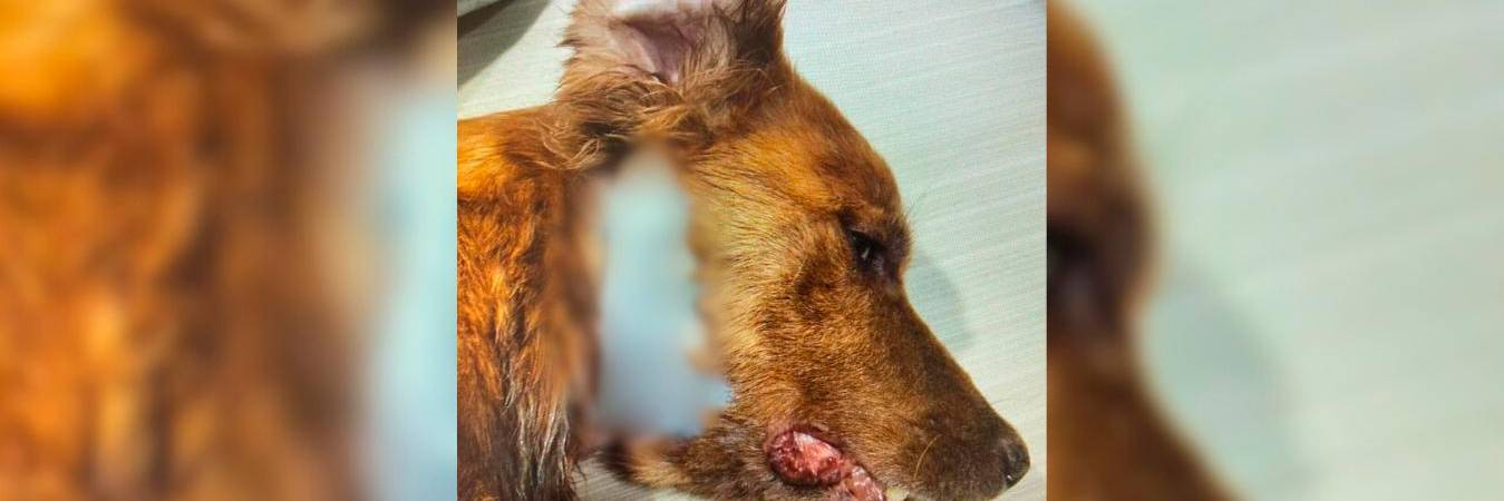 Chéster, el perro herido. /FOTO: CORTESÍA