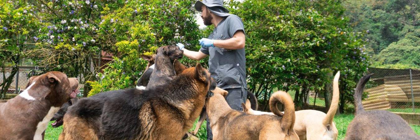 En Plaza Mayor se realizará la última jornada de adopción del año. FOTO: ALCALDÍA DE MEDELLÍN