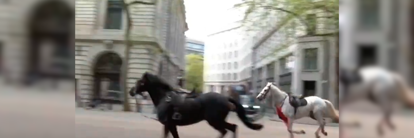 Caballos sueltos por las calles de Londres. /FOTO: TOMADA DE VIDEO 