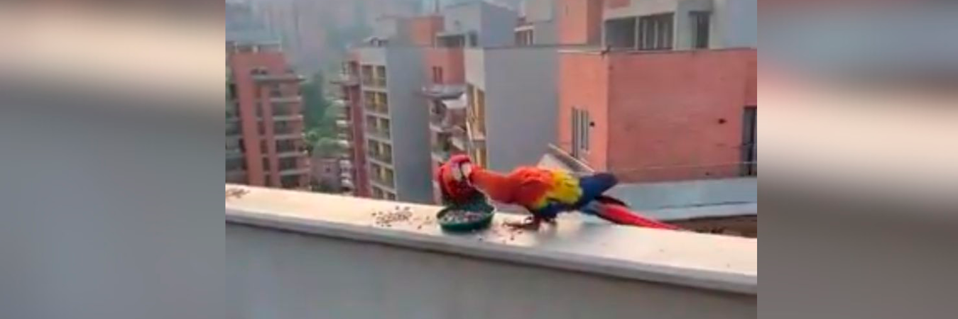 Dos de las guacamayas comiendo en el balcón de Envigado. /FOTO: CAPTURA DE VIDEO