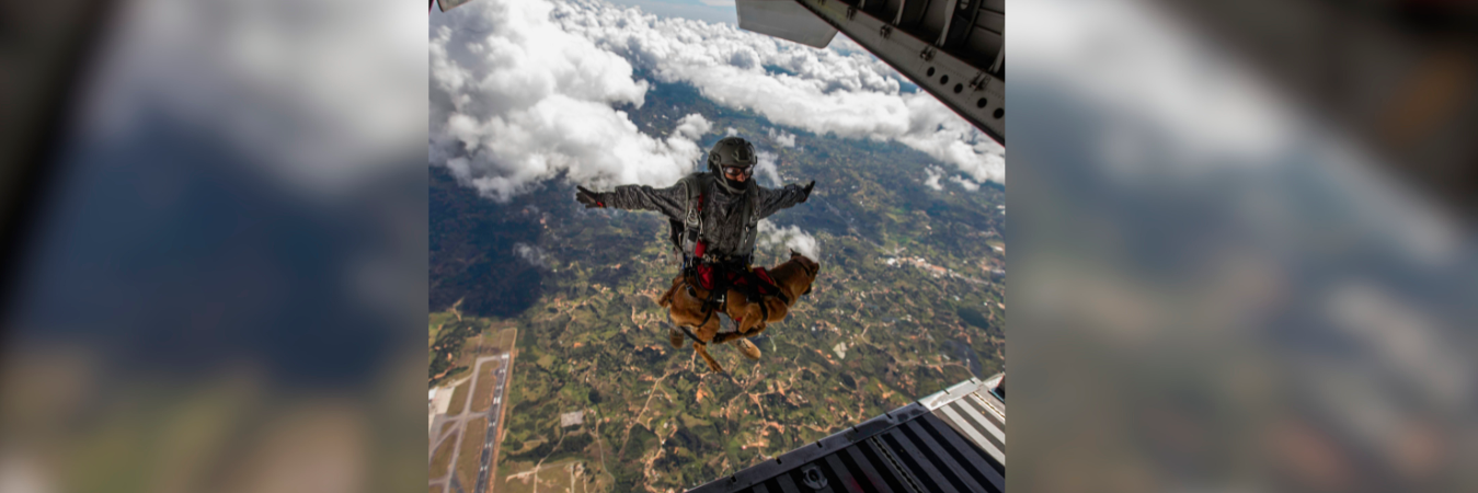 Grupos Águila y Táctico de la Fuerza Aérea, en prácticas de paracaidismo Foto: EL COLOMBIANO.