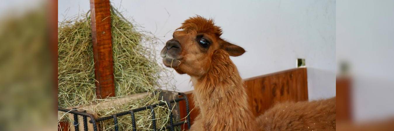 Ámbar, la llama rescatada en Rionegro. FOTO: ALCALDÍA DE RIONEGRO