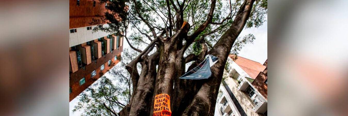 La comunidad le puso este letrero para evitar que lo talaran. /FOTO: JULIO CÉSAR HERRERA. 