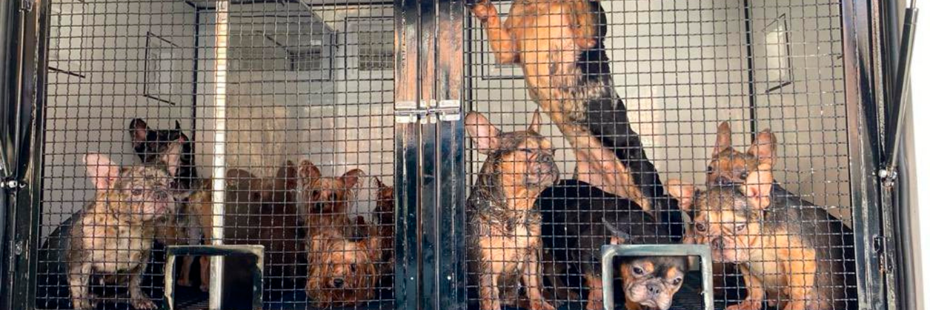 Perros rescatados en el barrio Juan XXIII. /FOTO: X @seguridadmed