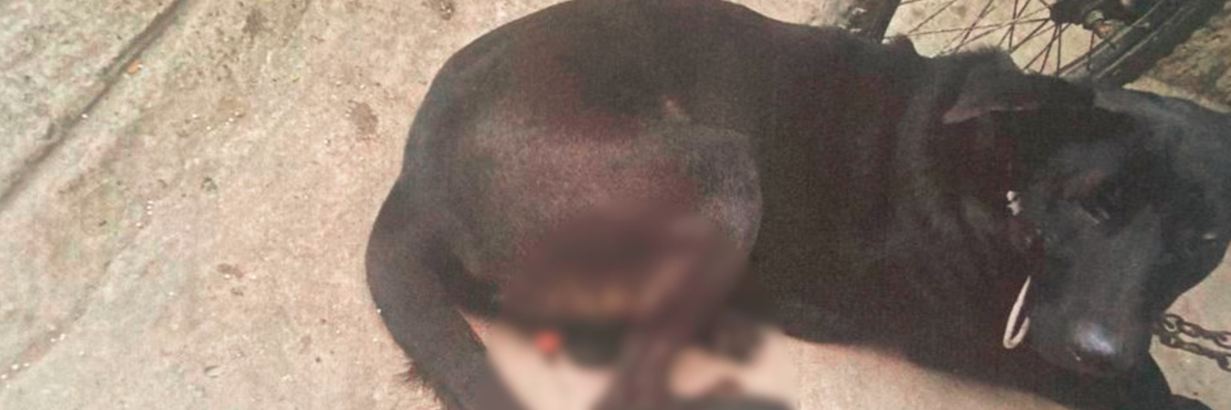 El perro sufrió un shock hipovolémico por las lesiones provocadas en la cirugía improvisada. /FOTO: CORTESÍA. 