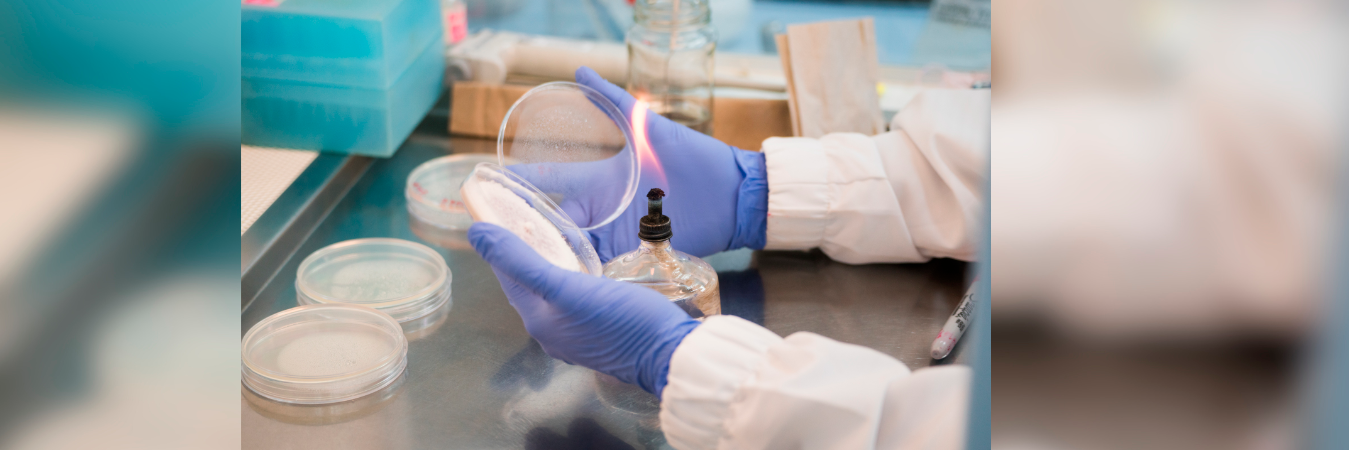 Un banano que se apoya de la ciencia para ser más competitivo