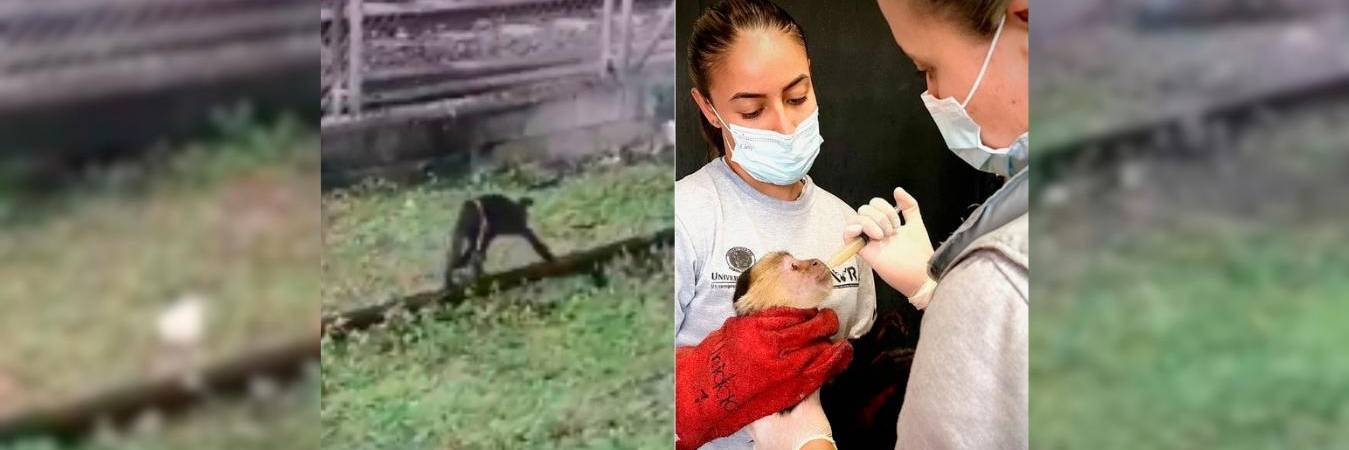 Las autoridades ambientales realizaron la valoración de salud del animal. / FOTO: CAPTURA DE PANTALLA Y AMVA