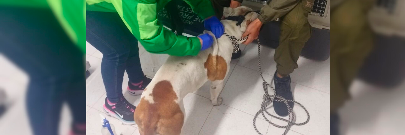 /FOTO: X @AnimalesBOG