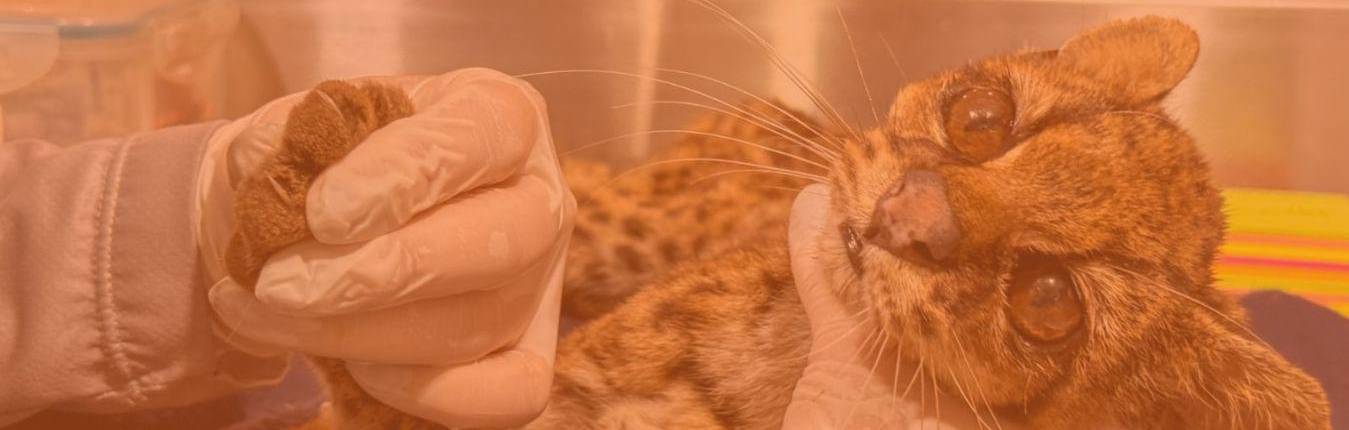 Imagen Actualidad Tigrillo-lanudo-rescatado