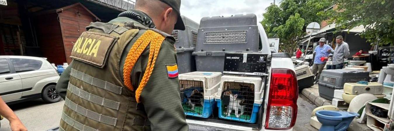 En el operativo en la Minorista rescataron gatos, gallinas y hámsters. /FOTO: CORTESÍA POLICÍA METROPOLITANA