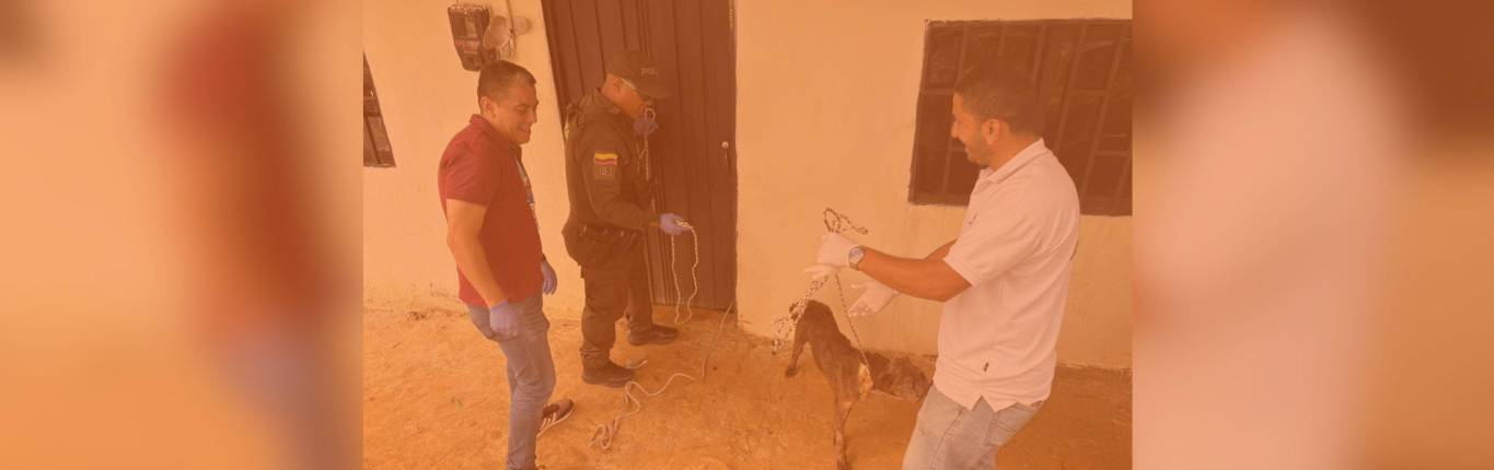Imagen Rescate de perros en Bello Oriente 1