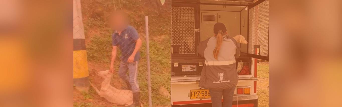 Imagen Maltrato animal Altavista 1