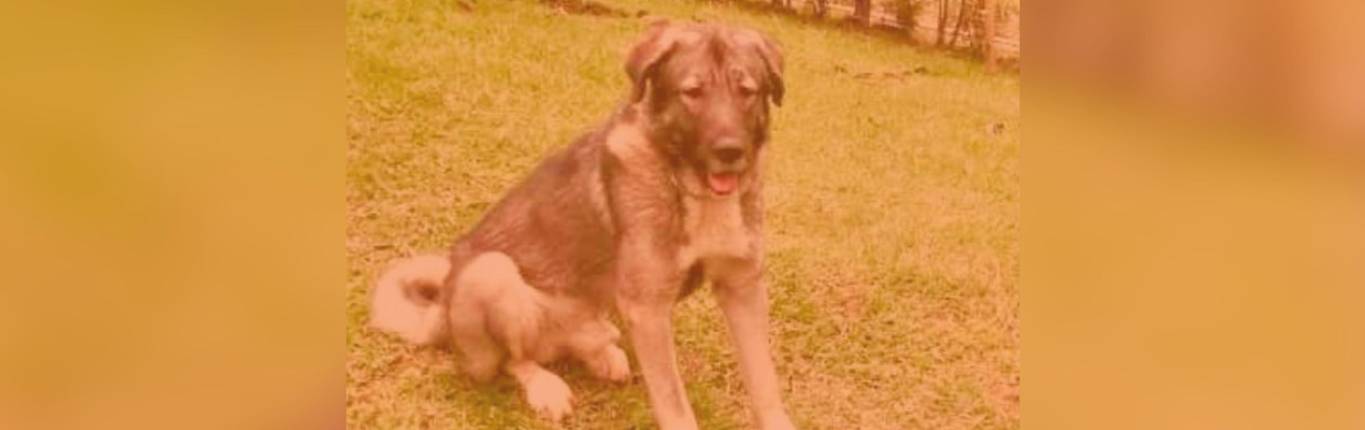 Imagen Perro Loqui 1