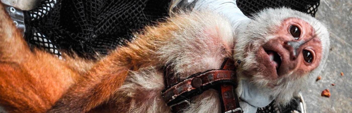 /FOTO: CORTESÍA ÁREA METROPOLITANA 