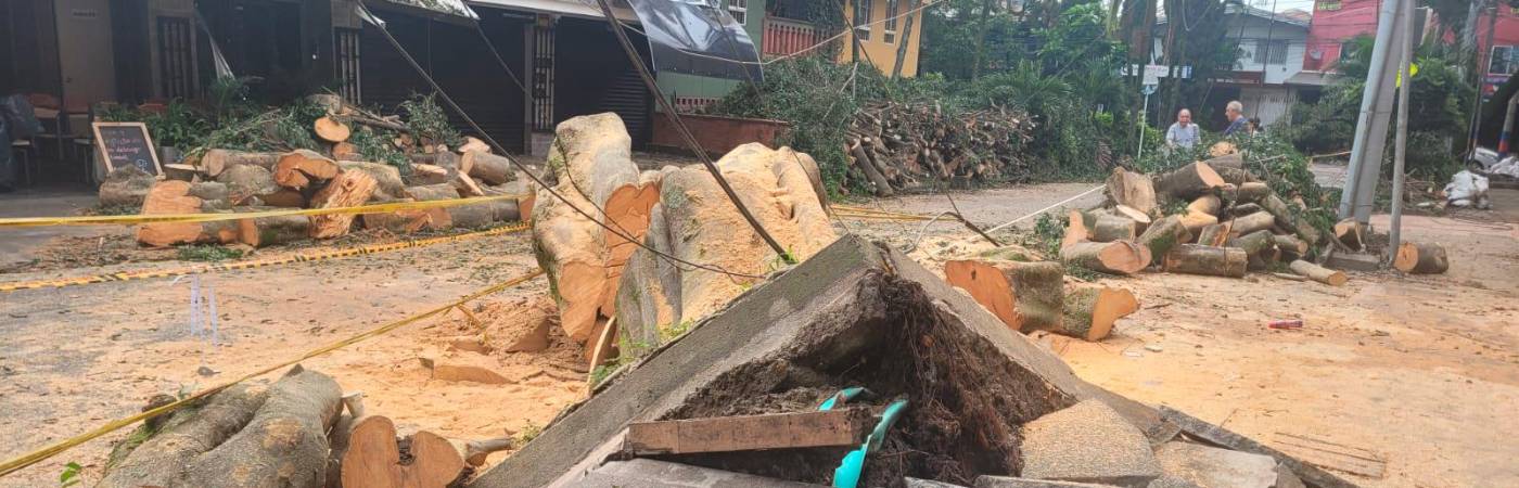 EN IMÁGENES: Comenzaron a quitar el árbol caído del sector Estadio