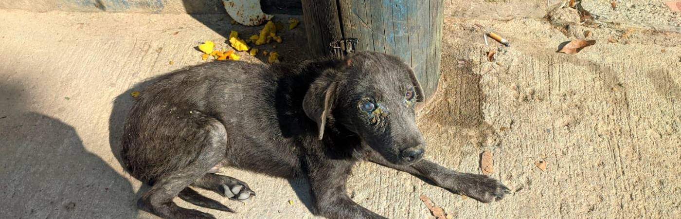 Así fue hallado Firulais en las calles del corregimiento Cristales de San Roque. /FOTO: POLICÍA NACIONAL
