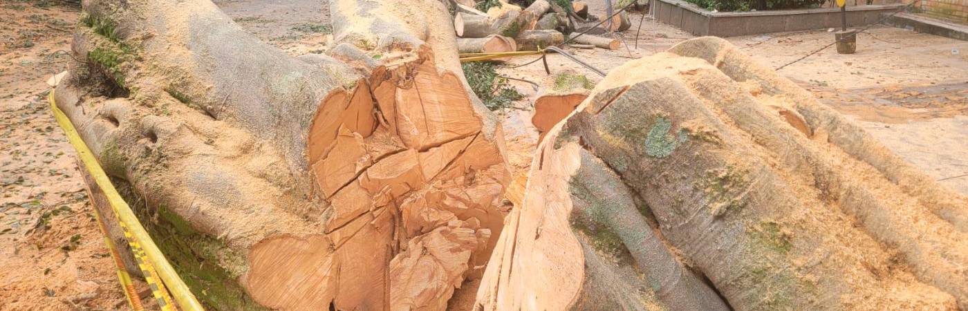 EN IMÁGENES: Comenzaron a quitar el árbol caído del sector Estadio