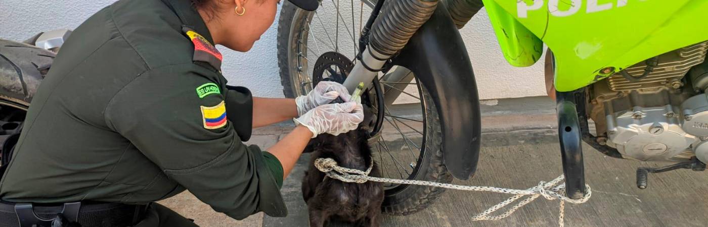 A Firulais le curaron sus heridas. /FOTO: POLICÍA NACIONAL