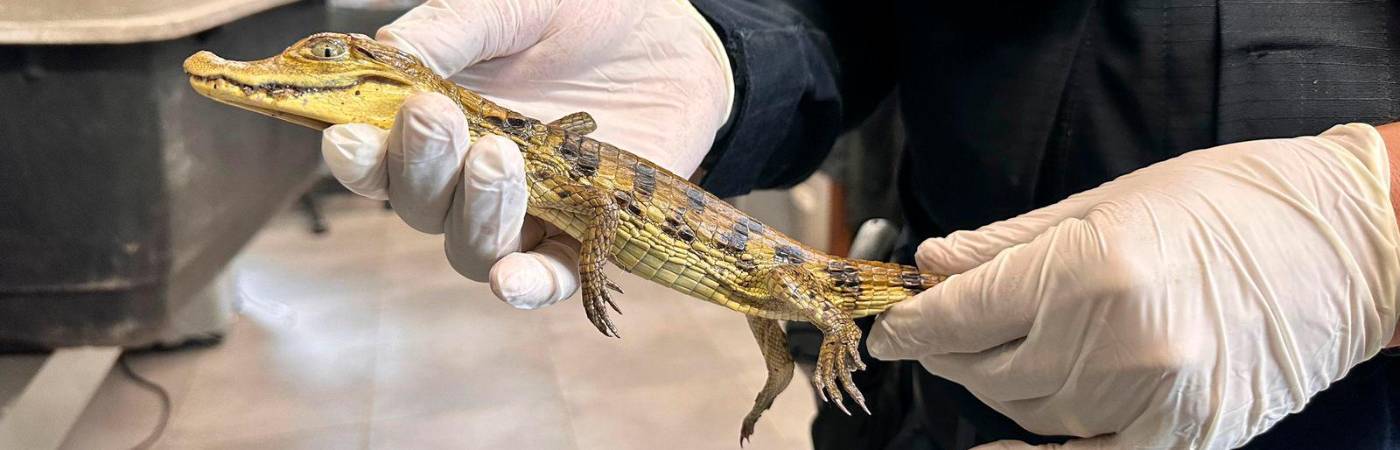 /FOTOS: POLICÍA NACIONAL