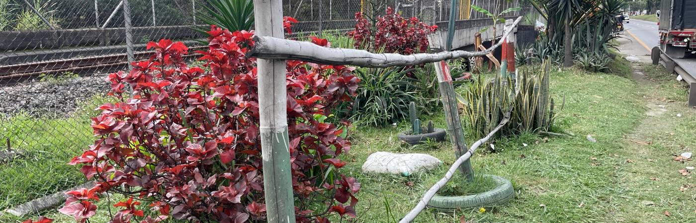 EN IMÁGENES: Una platanera da cosecha al lado de la Autopista