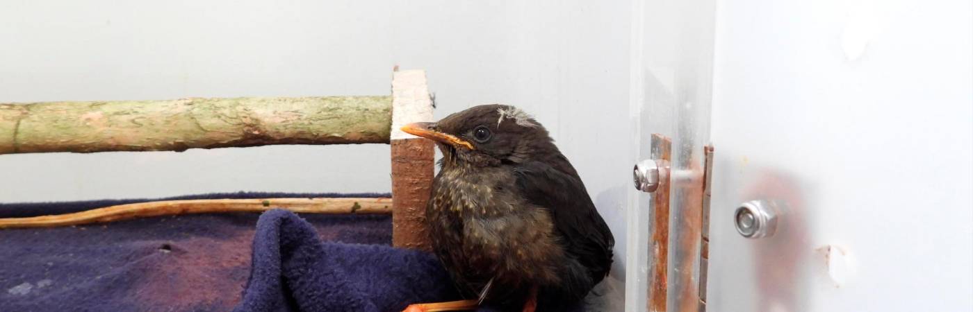 /FOTO: CORTESÍA ÁREA METROPOLITANA 