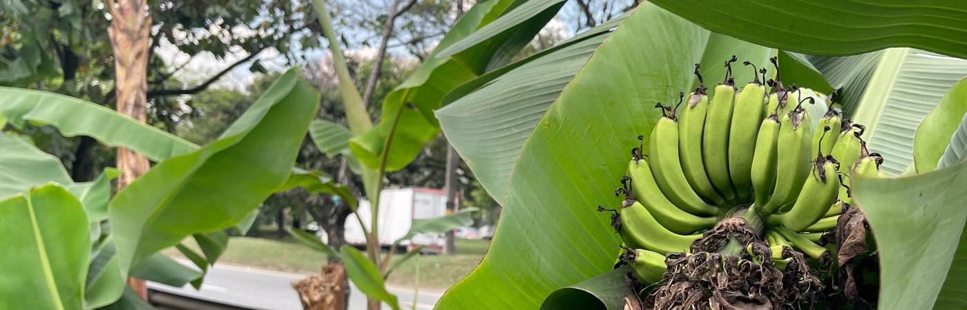 EN IMÁGENES: Una platanera da cosecha al lado de la Autopista