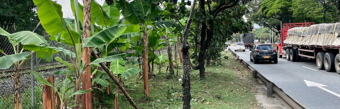 EN IMÁGENES: Una platanera da cosecha al lado de la Autopista