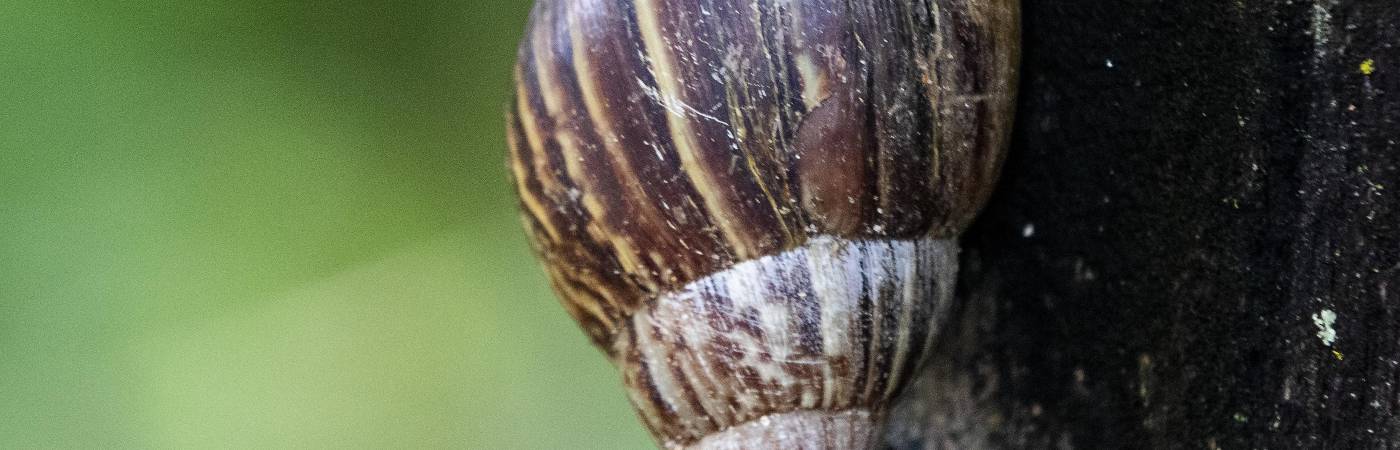 Así es el caracol africano. /FOTO: JULIO CÉSAR HERRERA.