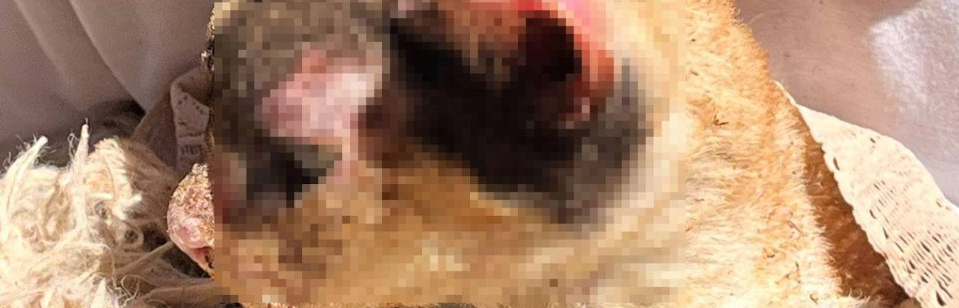 El gato de este hogar también sufrió quemaduras considerables. FOTO: Frecuencia Estéreo 88.4