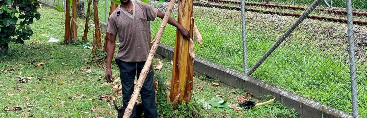 Wilmar habla con sus plantas y les brinda apoyo, como en este caso, para evitar que el peso del racimo las incline.