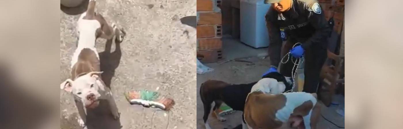 Los perros fueron encontrados con bajo peso y en condiciones insalubres. FOTO: TOMADA DE VIDEO 