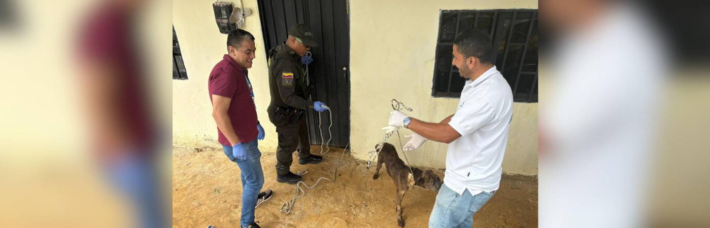 El momento en que uno de los animales fue rescatado por personal de la Policía y de la Alcaldía de Medellín. FOTO: POLICÍA METROPOLITANA